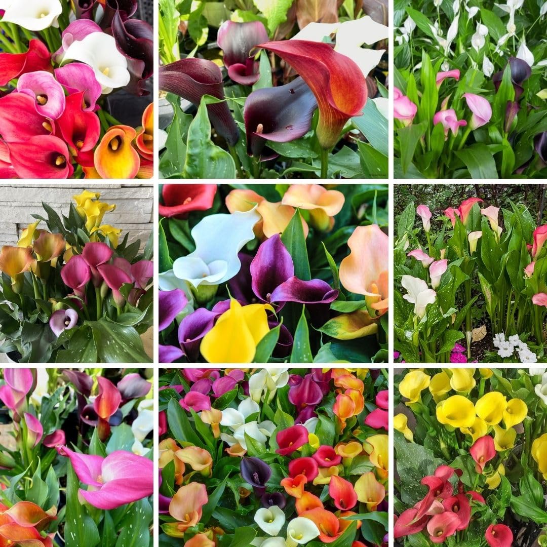 Set of 4 Mixed Calla Lily Bulbs, Calla Lily Bulbs for Planting, Vibrant Blooming Flowers for Garden Beds, Patio Pots, Balcony Planters, and Indoor Growing