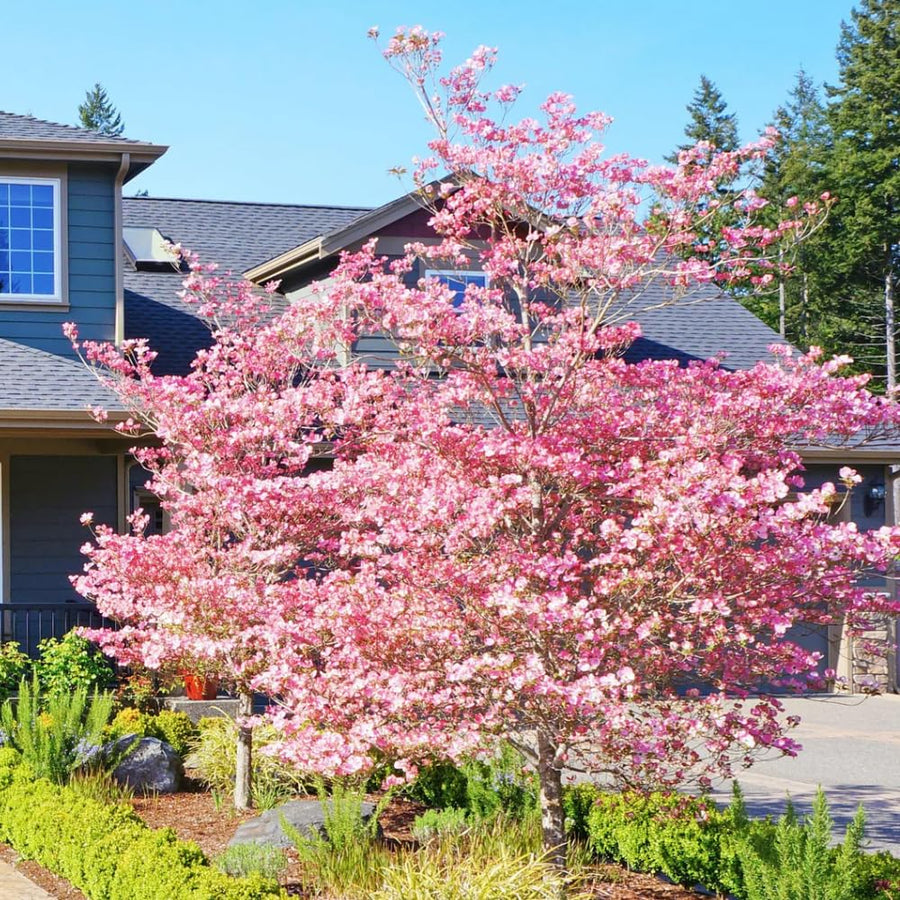 Pink Dogwood Plant Live, 7-14 Inch Tall, Quart Pot, Dogwood Tree Live Plant for Planting, Dogwood Live Plant Dogwood Bush, Dogwood Plant Live, Dogwood Flowers