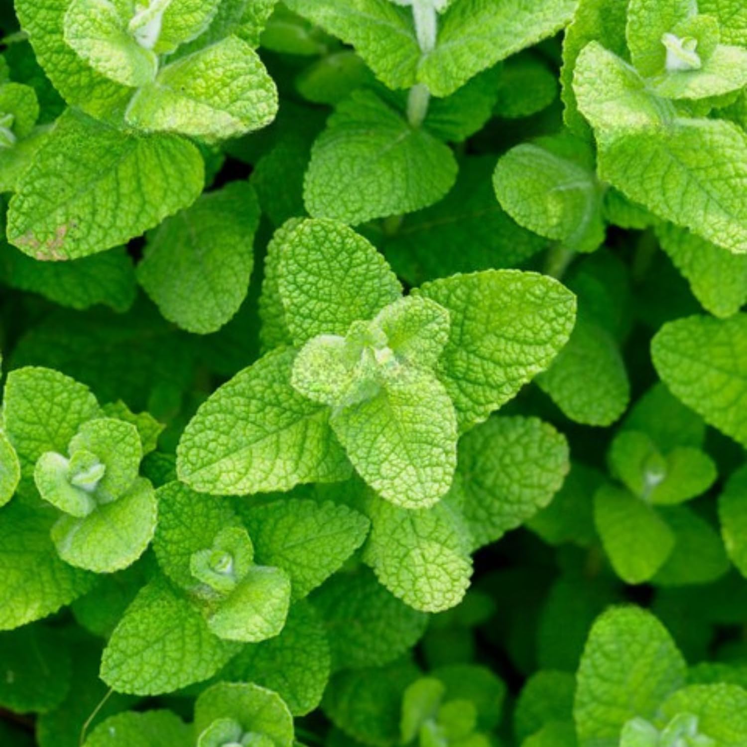 TANKDA Sets 2 Live Mint Plants Herb in 3.5" Pot, Fresh Random Mint for Indoor Outdoor Growing, Spring Planting, 5-9" in Tall