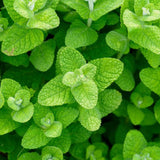 TANKDA Sets 2 Live Mint Plants Herb in 3.5" Pot, Fresh Random Mint for Indoor Outdoor Growing, Spring Planting, 5-9" in Tall