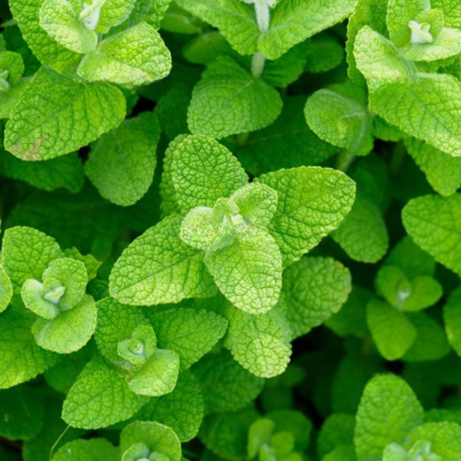 TANKDA Sets 2 Live Mint Plants Herb in 3.5" Pot, Fresh Random Mint for Indoor Outdoor Growing, Spring Planting, 5-9" in Tall