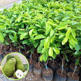 Pack 2 Guanabana Soursop Tree Live, 6-10" Tall, Sweet Soursop Plant Live for Planting, in Pot, Tropical Soursop Fruit Tree, Well-Rooted