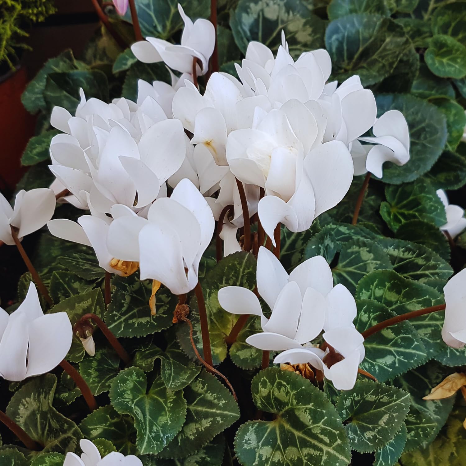 White Cyclamen Plant Live, Cyclamen Flower Live Plant, 5'' to 7'' Tall, Easy to Plant, Out Garden