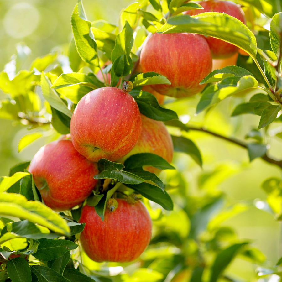 Honey Crisp Apple Tree Live Plant for Planting, 2-3 Feet Height, Apple Plant Live for Planting Outdoor, Apple Fruit Tree Bareroot