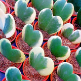 Hoya Plant Live, Variegated Kerri Hoya in 4'' Pot, Rare Heart-Shaped Succulent Vine with Cream and Green Leaves, Live Indoor Houseplant