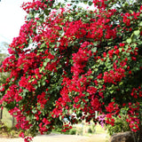 Bougainvillea Plant Live, Bougainvillea Flower Plants, Trailing Flowering Vines, Vibrant Blooms, 4-7 Inches Tall in 4 Inch Pot for Growing (Red)