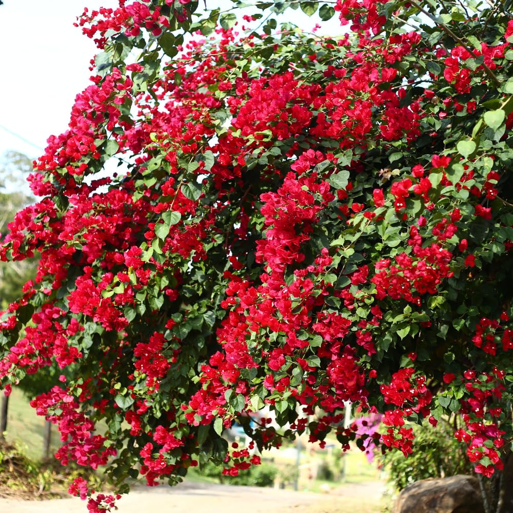 Bougainvillea Plant Live, Bougainvillea Flower Plants, Trailing Flowering Vines, Vibrant Blooms, 4-7 Inches Tall in 4 Inch Pot for Growing (Red)