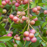 Pink Lemonade Blueberry Bushes Live Plant 4'' Potted, Fully Rooted, Sweet, High Yielding Blueberry Plants for Growing Outdoor