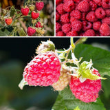 Red Raspberry Live Plant - 6-8" Tall Raspberry Fruit Plant in 4" Pot, Sweet Raspberry Berry Bush for Home Garden, Hardy and Perennial