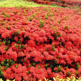 2 Dwaft Ixora Plants Live, Flowers Plants, Live Ixora Plant from 4 Inc Tall Well Rooted (Red)