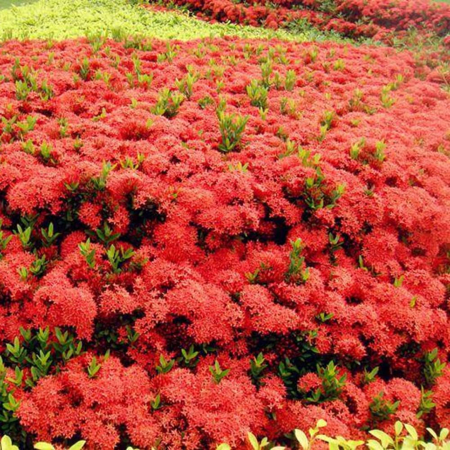 2 Dwaft Ixora Plants Live, Flowers Plants, Live Ixora Plant from 4 Inc Tall Well Rooted (Red)