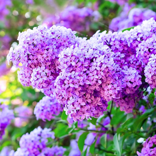 3 Purple Lilac Trees Live Plants, 1-2 Feet Tall, Bareroots, Reblooming Lilac Plant Live for Planting, Fragrant Flowers Bush Ready to Grow, No Leaves