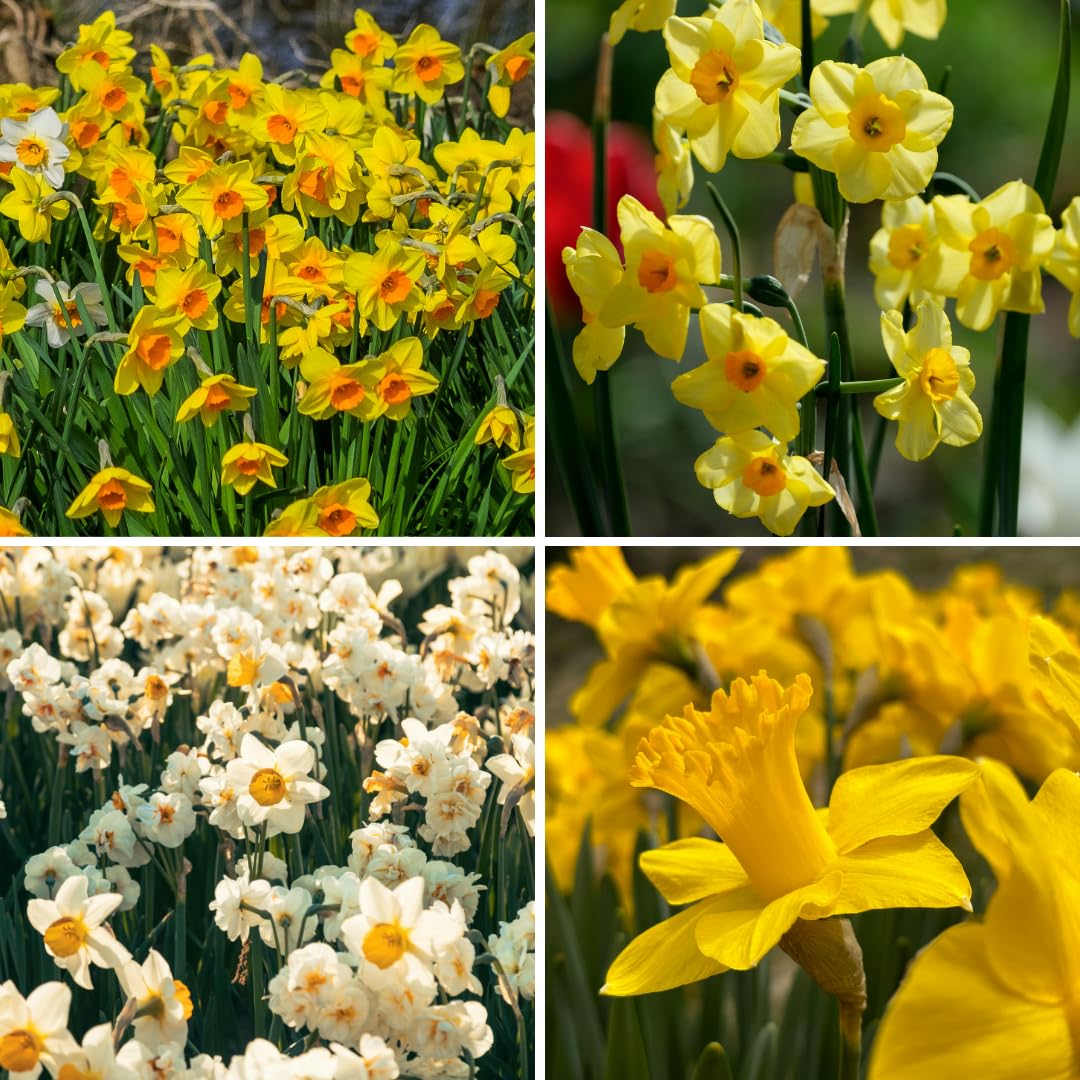 10 Assorted Daffodil Bulbs for Planting, Spring Blooming Narcissus Bulbs, Suitable for Garden and Landscape