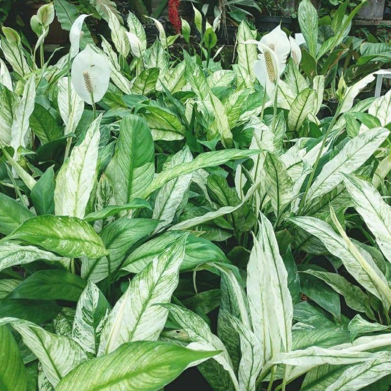 Set 4 Variegated Peace Lily Plants Indoor Live Plant, White Lily Flower Plant Live for Houseplant, 4 to 8 Inc Lily Plant for Indoor Outdoor Planting
