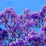 Jacaranda Tree Live Plant, 4-6 Inches Tall, Blue Purple Flowering Ornamental Tree for Outdoor Planting