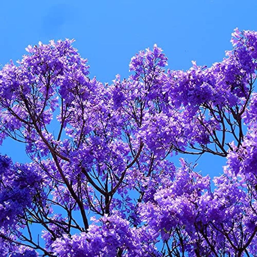 Jacaranda Tree Live Plant, 4-6 Inches Tall, Blue Purple Flowering Ornamental Tree for Outdoor Planting