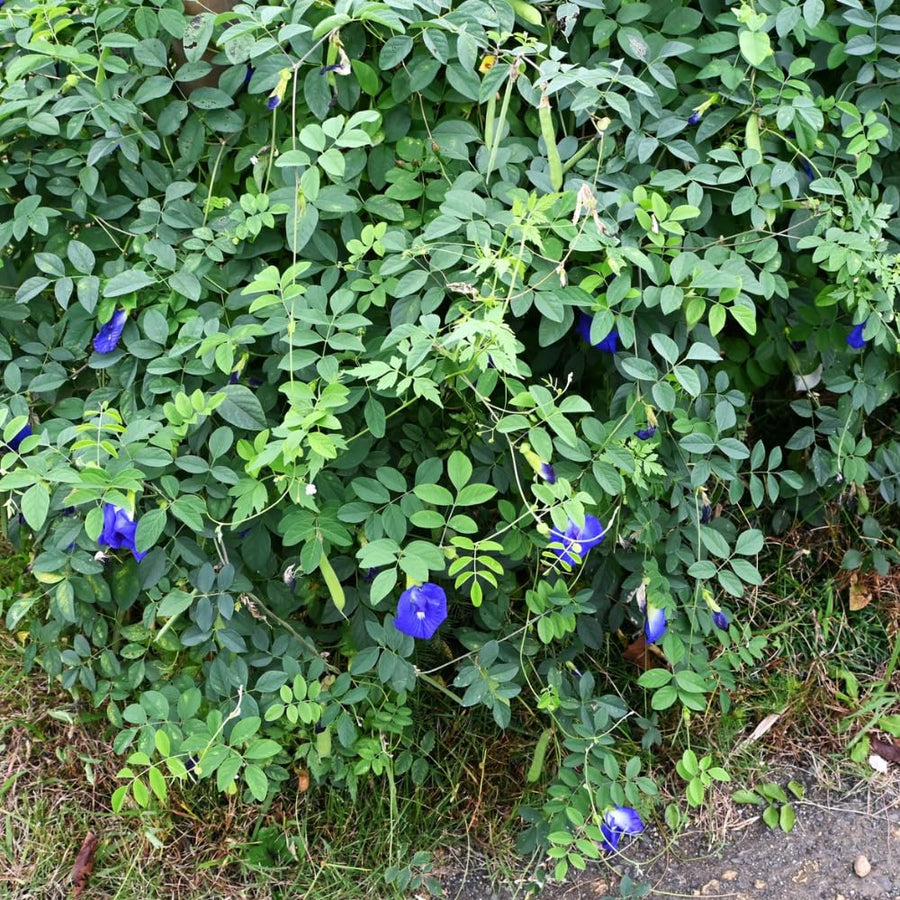 100 Butterfly Pea Seeds for Planting, Butterfly Pea Seed, Blue Flower Climbing Vine Seeds