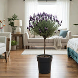 2 Purple Lavender Plants Live 4-6 Inches, Very Fragrant Lavender Shrubs, Perennial Herbs for Garden and Landscape