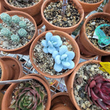 Blue Succulent Plant Live in 2'' Pot, Rare Succulent for Indoor Outdoor Planting, Easy Care Houseplant, 3-4'' Tall