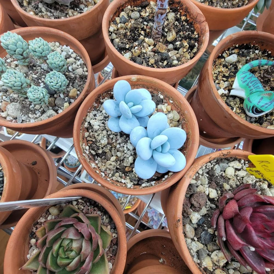 Blue Succulent Plant Live in 2'' Pot, Rare Succulent for Indoor Outdoor Planting, Easy Care Houseplant, 3-4'' Tall