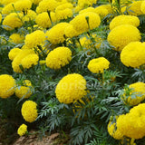 Live Marigold Plant for Outside, Yellow Marigold Live Plants Pot 4'' Perennial Blooming