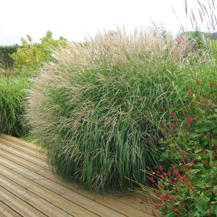 Set 2 Maiden Grass Plants, Miscanthus Grass Live Clump - 4 to 6 Inches Tall, Live Miscanthus Grass Plants, Ornamental Grass Perennial Live Plants, No Pot