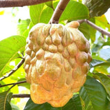 Custard Apple Tree Live Plant, 2-3 Feet Tall in 1 Gallon Pot, Sugar Apple Fruit Tree for Outdoor Planting