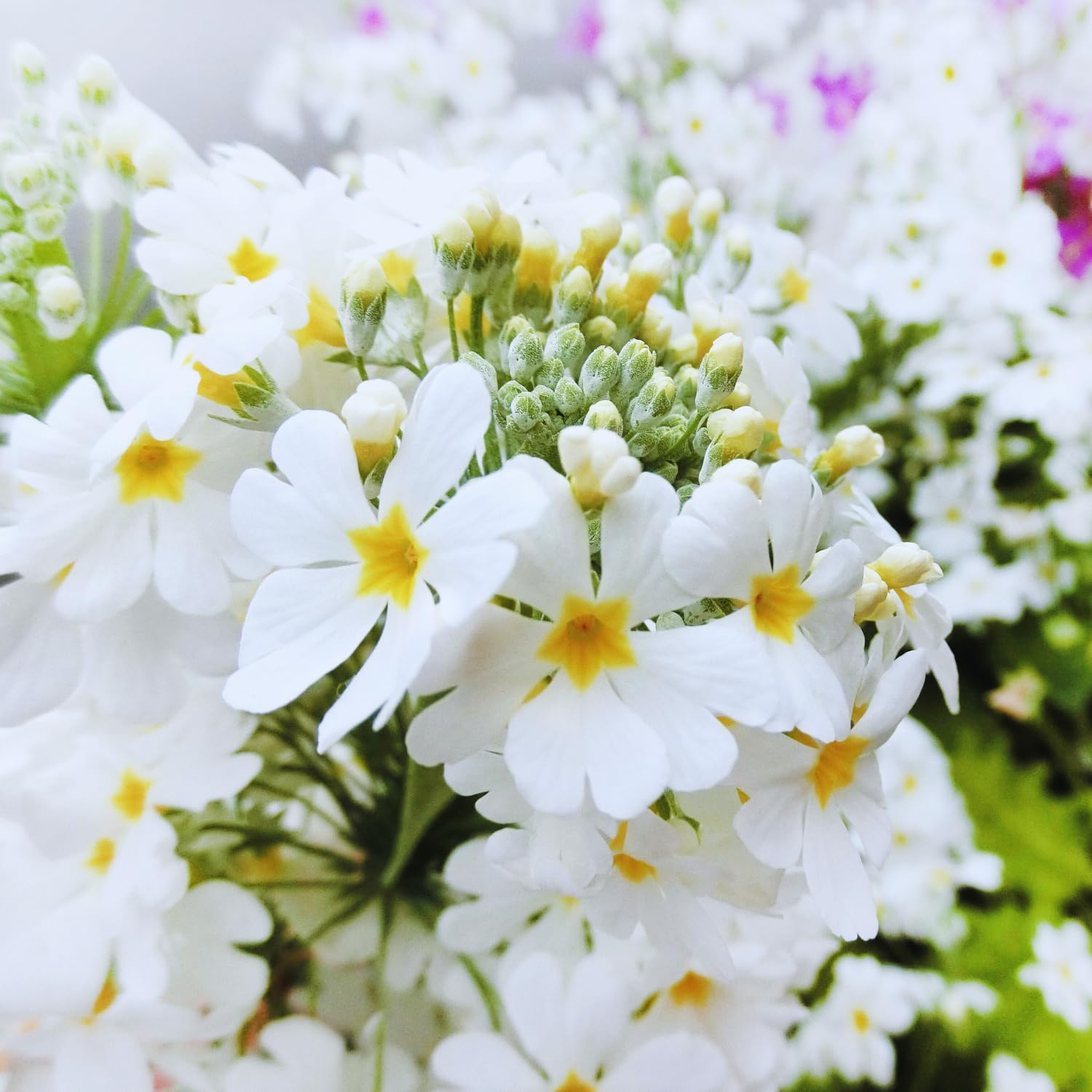 Set 2 White Primrose Plants Live, Hardy Primrose Flower Live Plant from 5'' Long