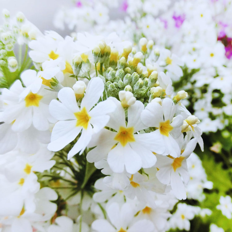 Set 2 White Primrose Plants Live, Hardy Primrose Flower Live Plant from 5'' Long