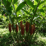 2 Awapuhi Shampoo Ginger Live Plant, Zingiber Zerumbet Pinecone Ginger Lily, 3-5 Inch Tall, Rooted Live Plant for Outdoor Planting