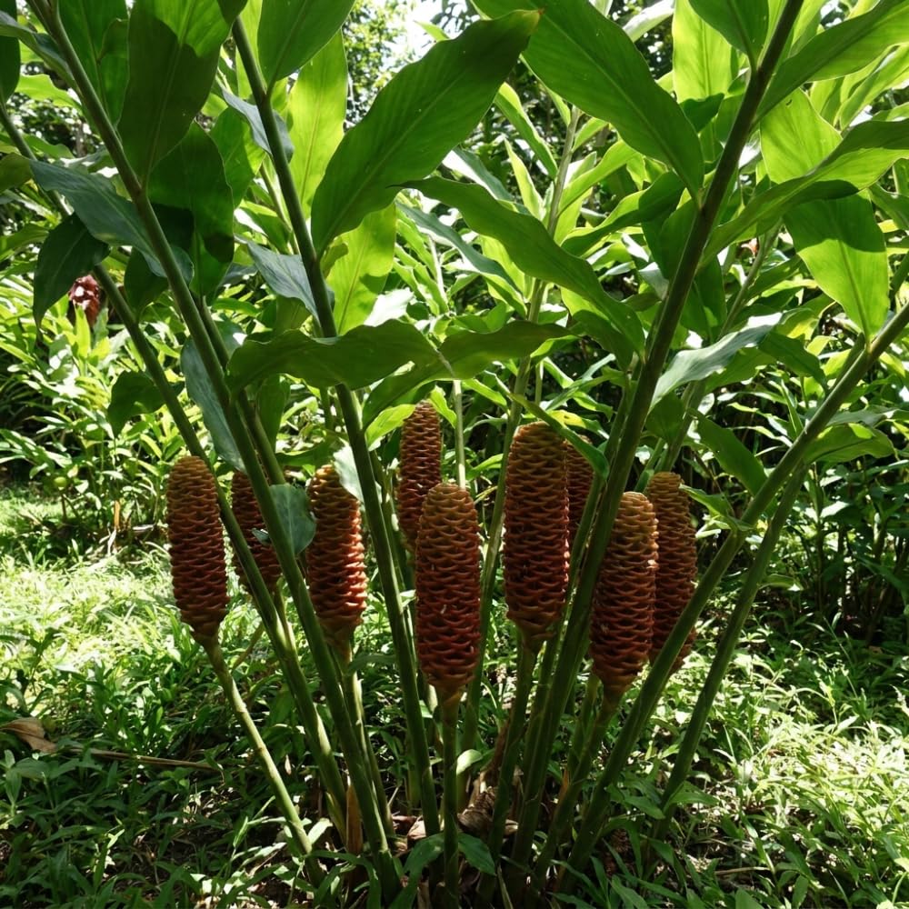 2 Awapuhi Shampoo Ginger Live Plant, Zingiber Zerumbet Pinecone Ginger Lily, 3-5 Inch Tall, Rooted Live Plant for Outdoor Planting