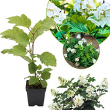 Hydrangea Live Plant, 4 Inch Pot, White Hydrangea Bush, Hardy Perennial Flowering Shrub, 6-12" Tall