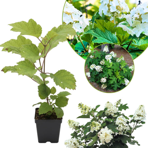 Hydrangea Live Plant, 4 Inch Pot, White Hydrangea Bush, Hardy Perennial Flowering Shrub, 6-12" Tall