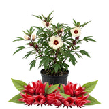 Roselle Hibiscus Plant Live, Red Sorrel Roselle Hibiscus Flowers, 8-12 Inches Tall in Half Gallon Pot, Sabdariffa Roselle Hibiscus Plant for Indoor Outdoor Planting