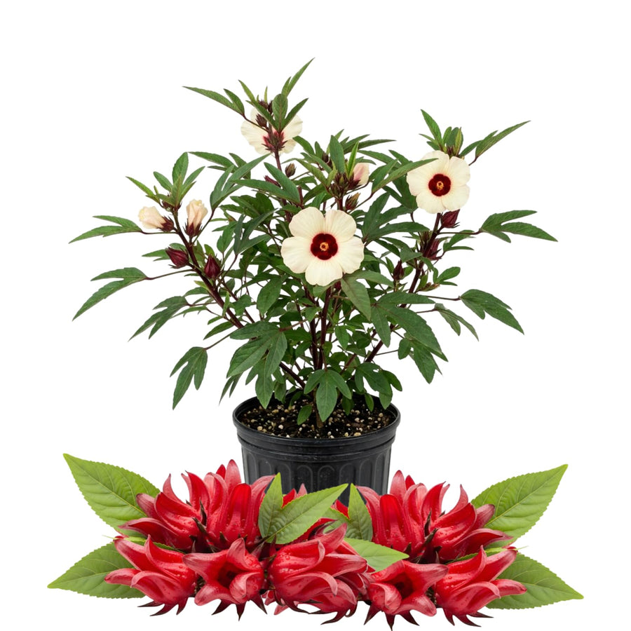 Roselle Hibiscus Plant Live, Red Sorrel Roselle Hibiscus Flowers, 8-12 Inches Tall in Half Gallon Pot, Sabdariffa Roselle Hibiscus Plant for Indoor Outdoor Planting