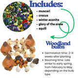 50 Top Size Early Blooming Flower Bulbs for Spring Planting, Garden, Colorful Spring Blooms, Mixed Ground Cover Flowerbeds, Borders Bulb