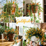 Goldfish Plants Live Houseplants, 4-7 Inches Tall in 4 Inch Pot, Trailing Goldfish Plant Live, Bright Orange Flowers Indoor Plant for Home Decor