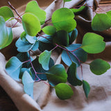 Eucalyptus Plant Live Indoor, Baby Blue Eucalyptus Live Plant, 4 to 7 Inches, Fragrant Eucalyptus Tree for Gardening Outdoor
