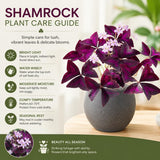 Purple Shamrock Plant Live, Starter Oxalis Plant in 4" Pot, Easy Care Ornamental Houseplant for Patio, Container and Home Gardening