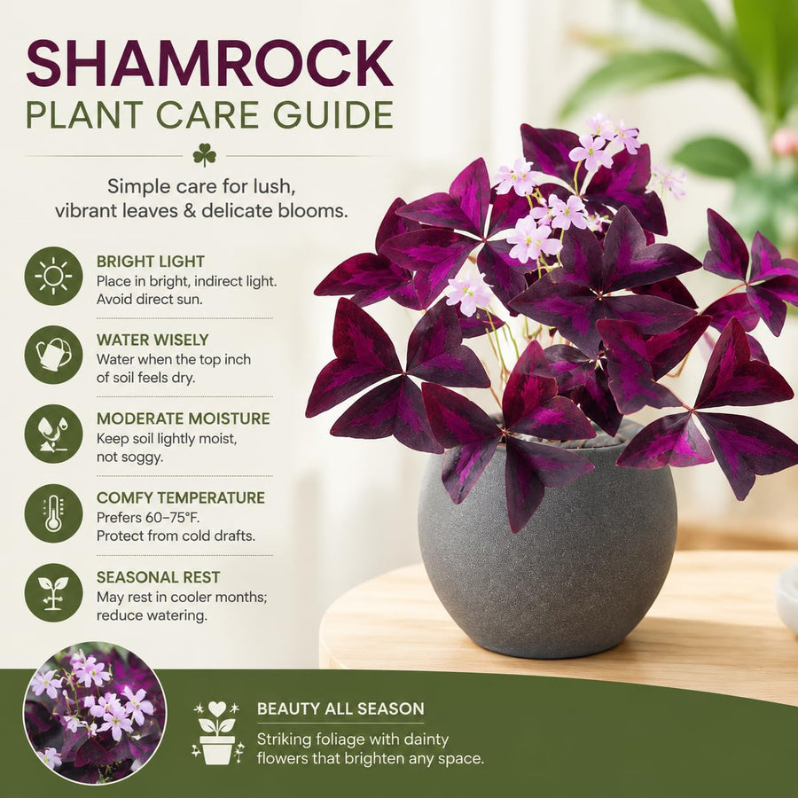 Purple Shamrock Plant Live, Starter Oxalis Plant in 4" Pot, Easy Care Ornamental Houseplant for Patio, Container and Home Gardening