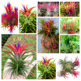 Red Tillandsia Air Plants Live, Set 20 Live Plant, Tillandsia Plants, Succulents Plant Live, Indoor and Outdoor House Plant