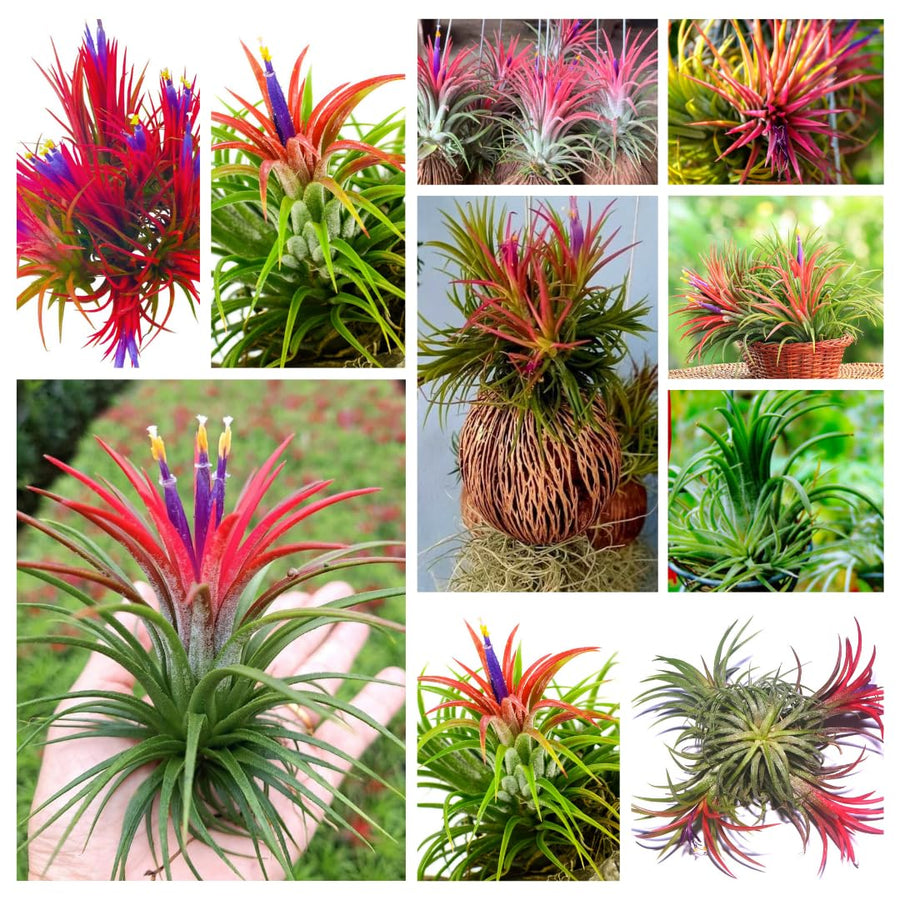 Red Tillandsia Air Plants Live, Set 20 Live Plant, Tillandsia Plants, Succulents Plant Live, Indoor and Outdoor House Plant