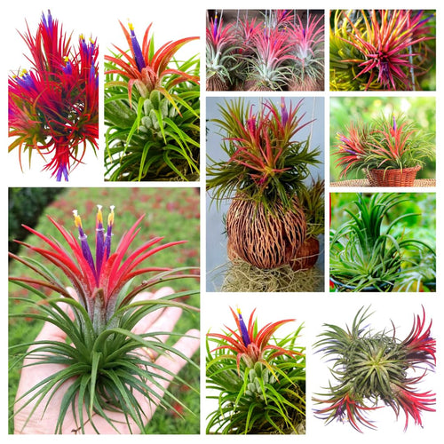 Red Tillandsia Air Plants Live, Set 20 Live Plant, Tillandsia Plants, Succulents Plant Live, Indoor and Outdoor House Plant