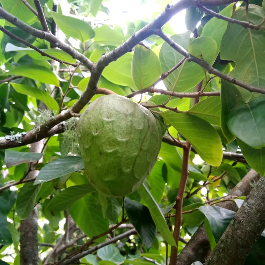 Annona Cherimoya Tree Live, Tropical Fruit Tree, 2-3 Feet Tall, 1 Gallon