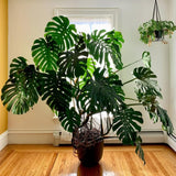 Monstera Deliciosa Live Plant Potted, Split Leaf Swiss Cheese Tropical Plants Houseplant Decor, Come in 4" Pot