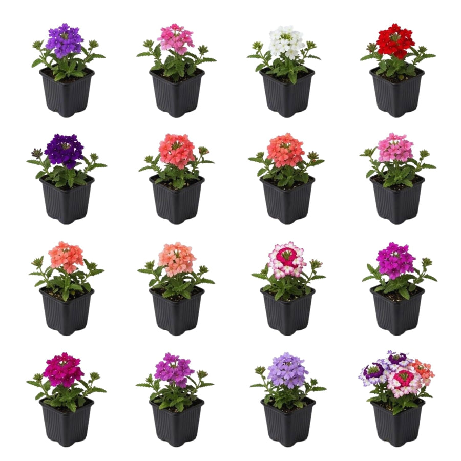 2 Mix Verbena Plants Live for Planting, Colorful Blooming Flower Plant, Verbena Live Plants, 5 to 7 Inc Tall
