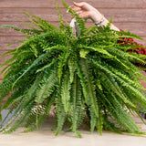 Set 10 Lady Fern Rhizomes, Ferns Starter Roots, Perennial Fern Plants, Ready to Grow