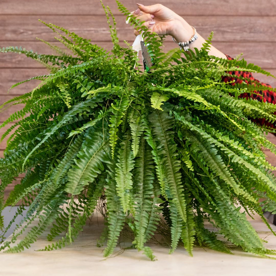 Set 10 Lady Fern Rhizomes, Ferns Starter Roots, Perennial Fern Plants, Ready to Grow