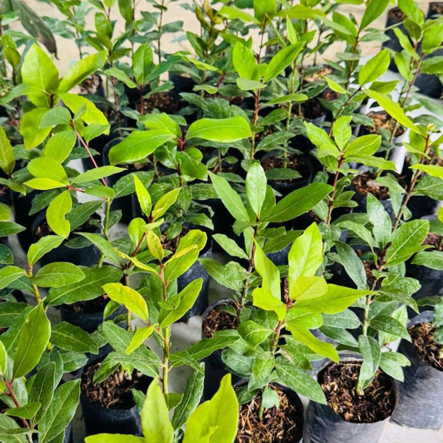 Starter Bay Leaf Tree Live Plant, Sweet Bay Live Plant, Laurus Nobilis Plant, 4 to 8 Inc Tall, No Pot