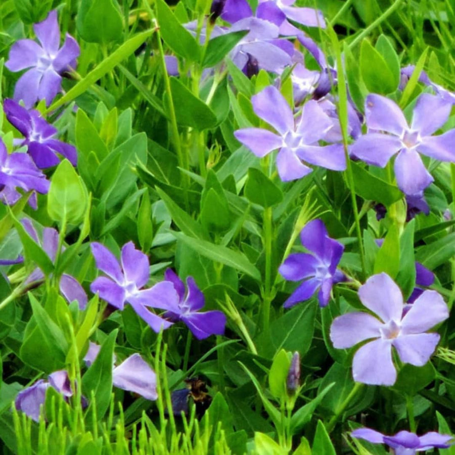 Set 36 of Periwinkle Plants Live, Vinca Ground Cover Vine Bare Roots from 6 Inc Long, Vinca Plants Live Gardening Planting